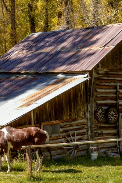 Old homestead with a horse grazing in front