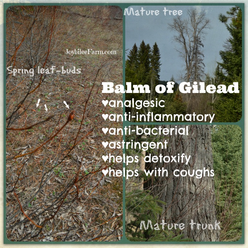 Harvesting Balm of Gilead for pain and inflammation Joybilee® Farm