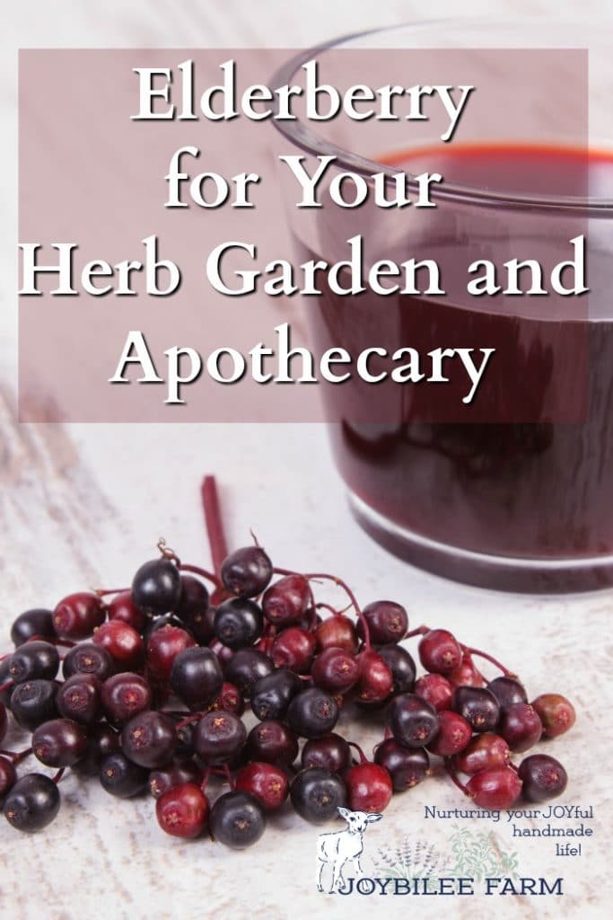 Elderberry for Your Herb Garden and Apothecary Joybilee Farm DIY