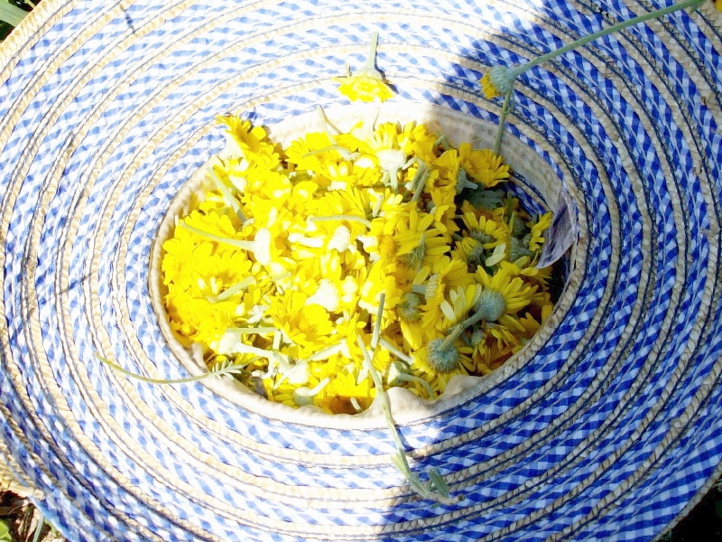 yellow calendula herbs in a straw hat. Make herb infused oils from your garden and build your homestead apothecary