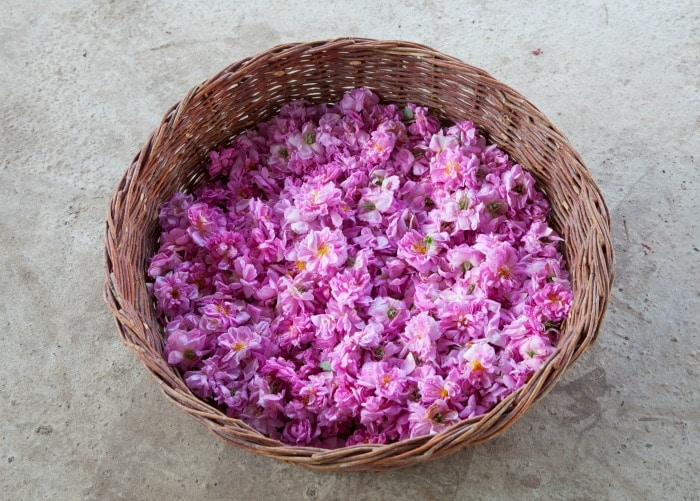 How to Harvest and Dry Rose Petals