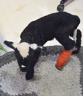 A black and white lamb with a splint on its back leg