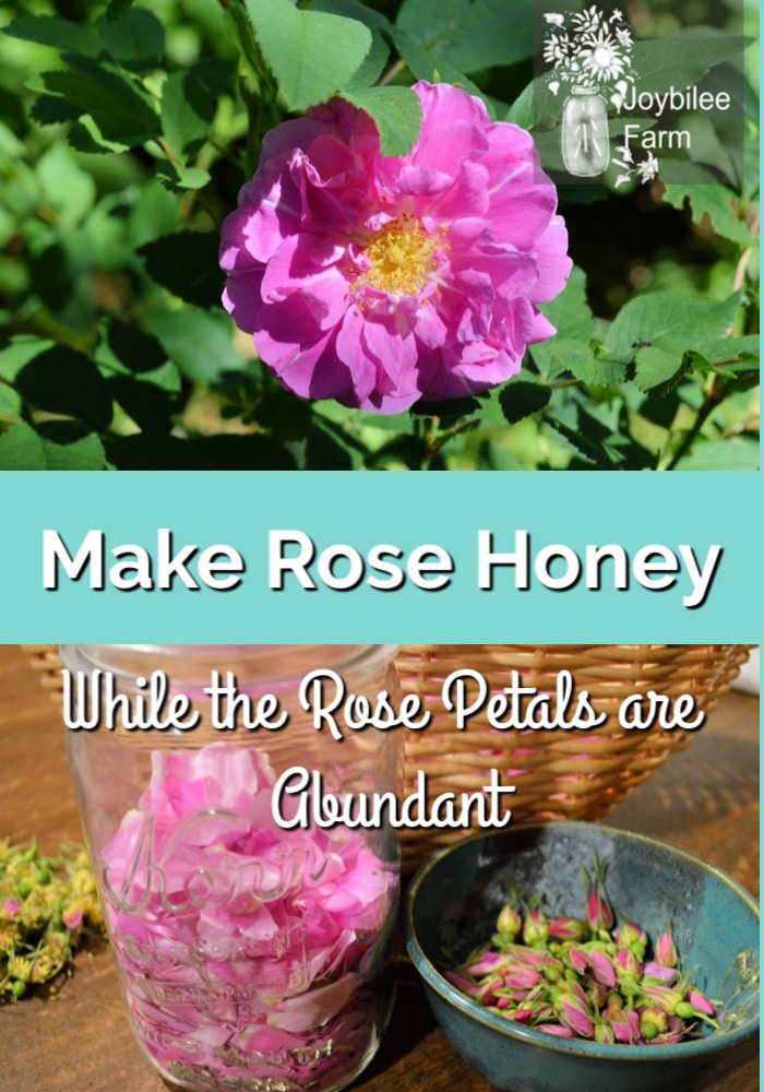 Make Rose Honey While The Rose Petals Are Abundant Joybilee