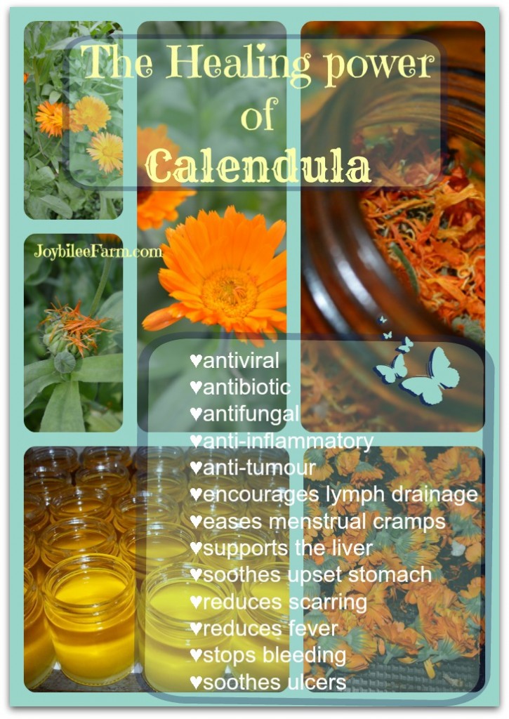 collage of different calendula pictures with the text overlay "the healing power of calendula"
