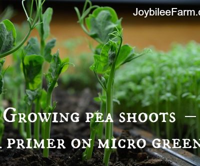 Growing pea shoots indoors in winter – A primer on micro greens -- Joybilee Farm