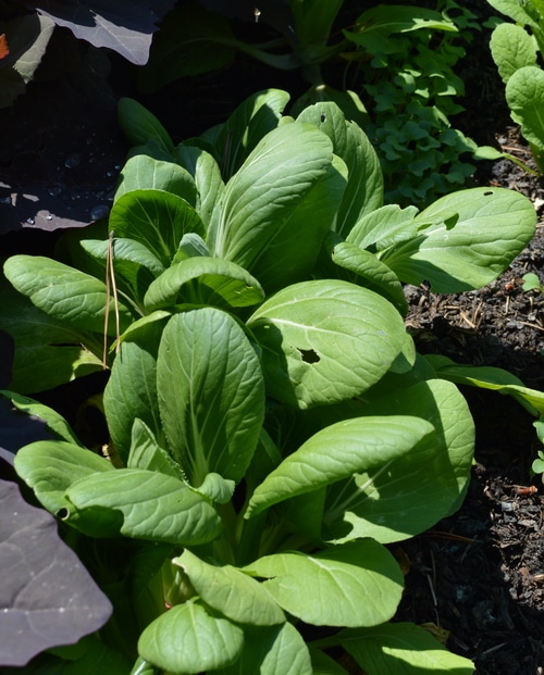 young bok choi a great choice when considering Gardening tips for success in zone 3
