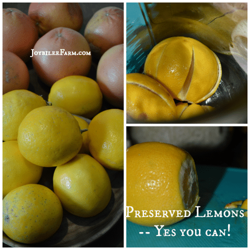 Preserved Lemons -- yes you can make them at home | Joybilee Farm