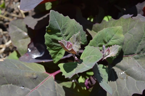 a young spring of purple orach