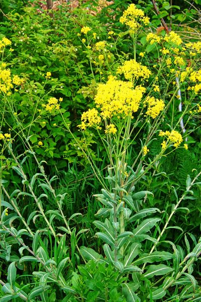 woad flowers