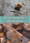 oyster mushrooms