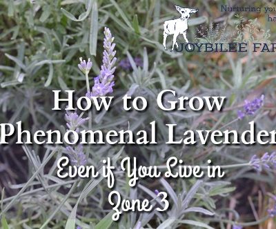 How to grow lavender guide, including which varieties are suitable for harsh winter conditions, with exceptional fragrance and flower production.