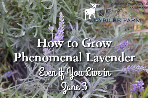 Lavender Phenomenal - Sugar Creek Gardens