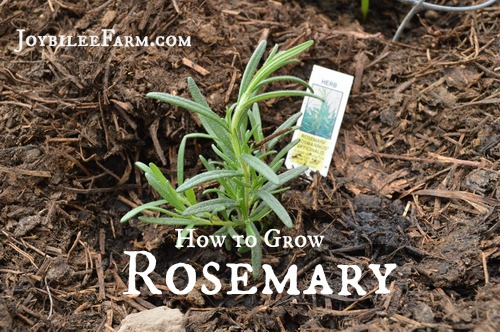How to grow rosemary | Joybilee® Farm | DIY | Herbs ...