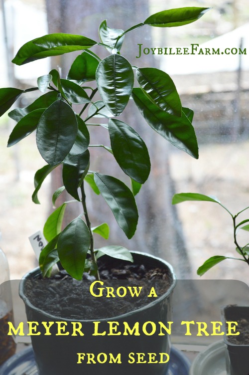 a Lemon Tree from Seed