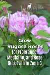 Hansa Rugosa Roses