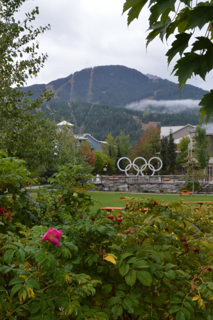 Rugosa Roses in Whistler