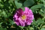 Grow Rosa Rugosa Roses for Fragrance, Medicine, and Rose Hips Even in Zone 3