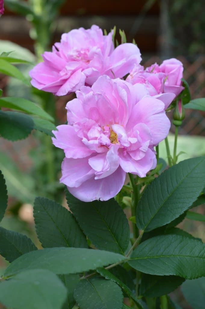 Grow Rosa Rugosa Roses for Fragrance, Beauty, and Hips Even in Zone3