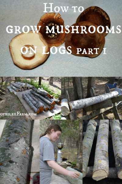 How to grow mushrooms on logs – part 1