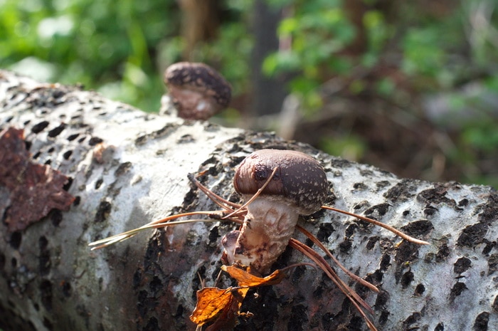 Mushrooms Shitake