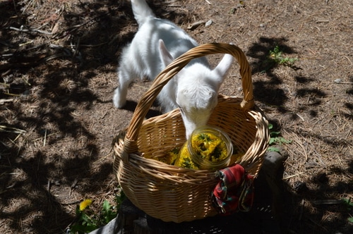 goat checking the harvest of dandelion blossoms in the basket