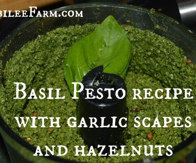 basil pesto recipe with garlic scapes and hazelnuts