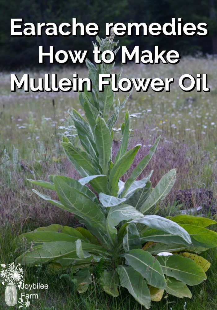 Earache remedies How to Make Mullein Flower Oil