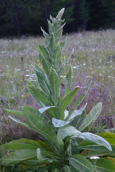 Mullein plant