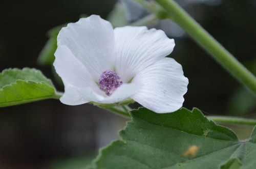 Grow The Marshmallow Plant For Soothing Cooling Herbal Remedies