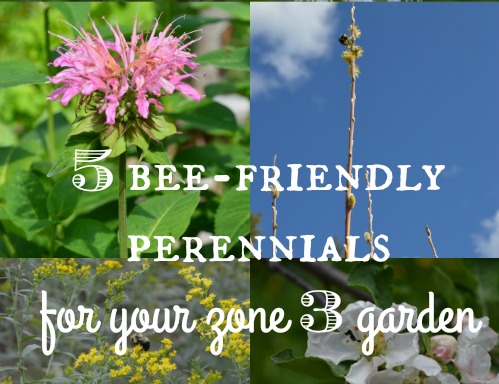 5 bee-friendly perennials for your zone 3 garden | Joybilee Farm | DIY ...