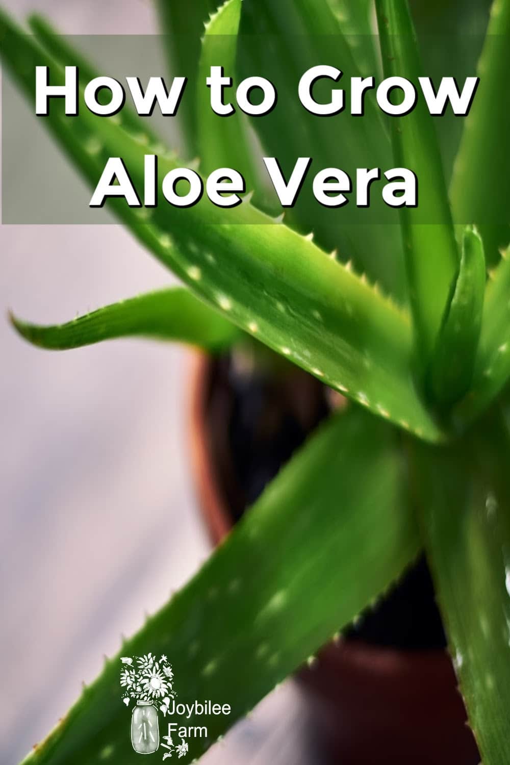 How To Grow And Use Aloe Vera Joybilee® Farm Diy Herbs Gardening 5885