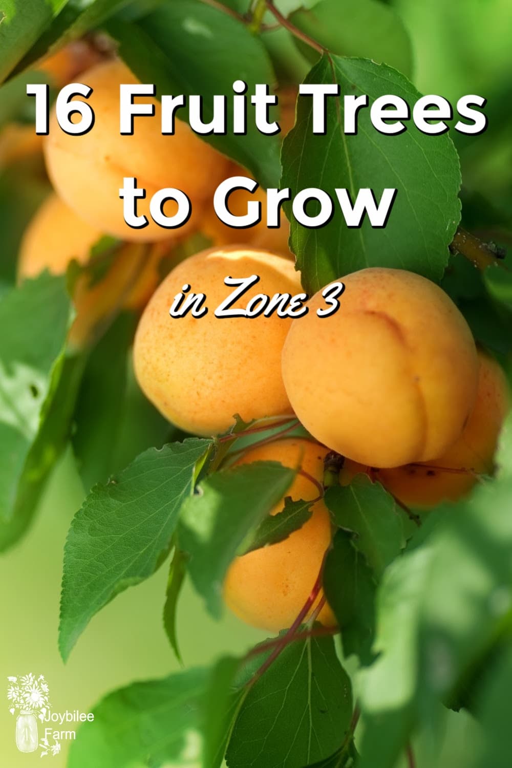 16 Fruit Trees for Zone 3 Joybilee® Farm DIY Herbs Gardening