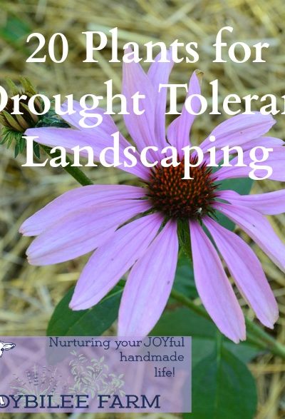 20 plants for drought tolerant landscaping Most seedlings and perennials require irrigation at least until they become established. Even drought tolerant plants will require watering while their roots expand and become established. This list of drought tolerant plants will be tolerant of dry conditions only after they become established in your landscape. Plan to provide some water in the early spring after planting or transplanting. Use drip irrigation if you have a limited supply of water and consider using grey water or rain catchment, for water-wise gardening