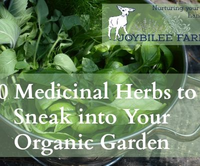 By growing herbs yourself, in your own garden, you get the freshest, most potent medicinal herbs. These are thriving under the same stressors that you, yourself, are challenged with. When you buy dried herbs, even from local herb stores, they won’t be as active or as potent as the herbs that you harvest fresh and process yourself. But how do you fit medicinal herbs into your home garden plans? You don’t need hundreds of acres to grow enough medicinal herbs for your family’s wellness. Here’s 5 ways to fit medicinal herbs into your organic garden.