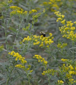 natural dye - golden rod