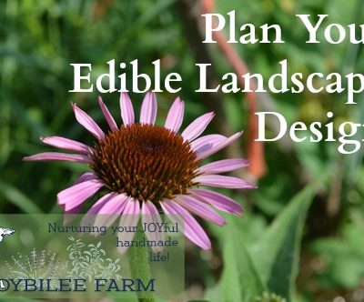 In edible landscape design your foundational plants are perennial fruit and nut trees that give 3 or 4 season interest, medium size perennial herbs and flowers that draw the eye or the nose, and annual vegetables and herbs that fill in the borders. For new gardeners that have to please a Home Owners Association, designing an edible garden that’s also ornamental can seem overwhelming.