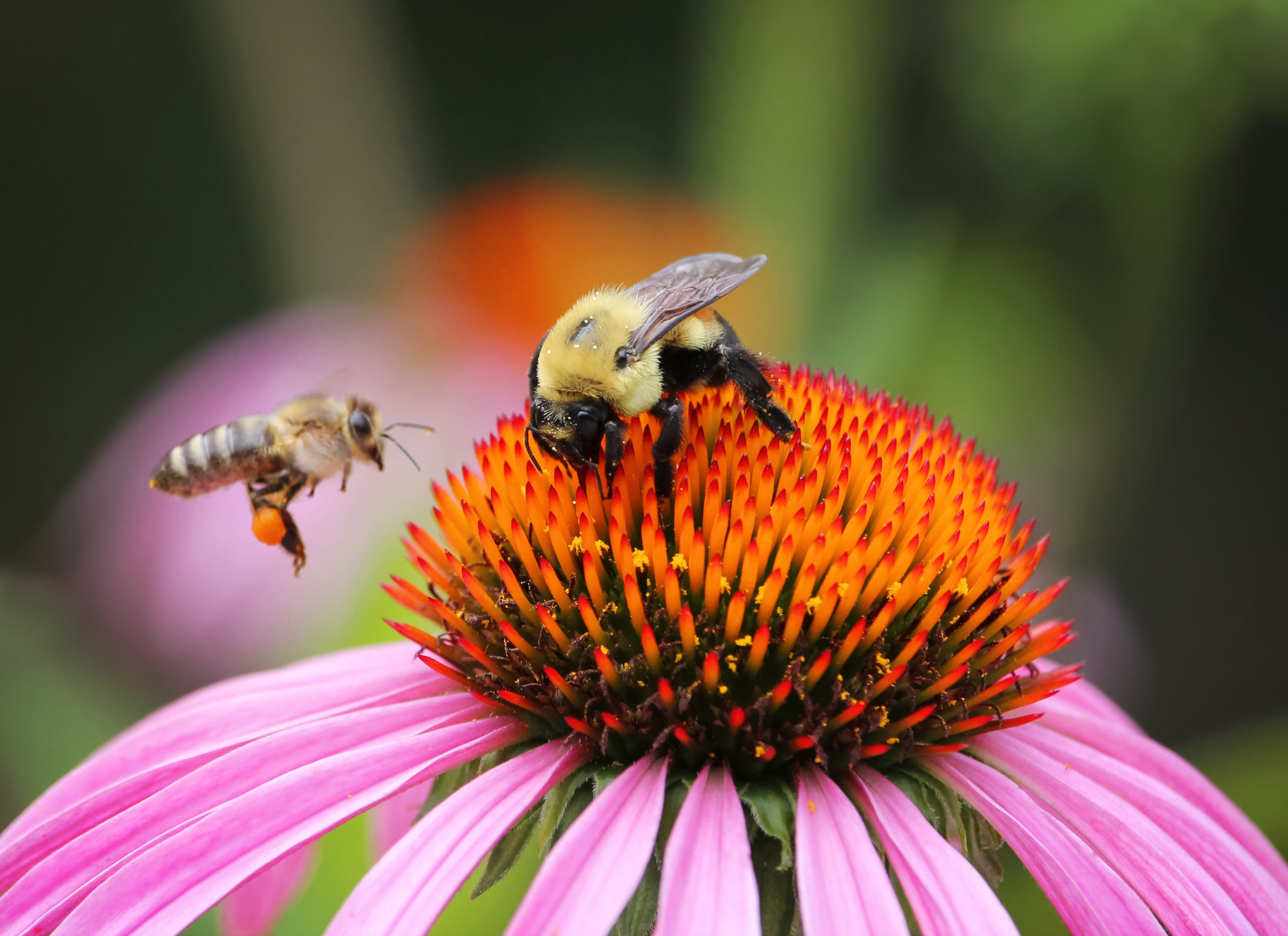 Honey Bee And Bumble Bee On Echinacea Flower 