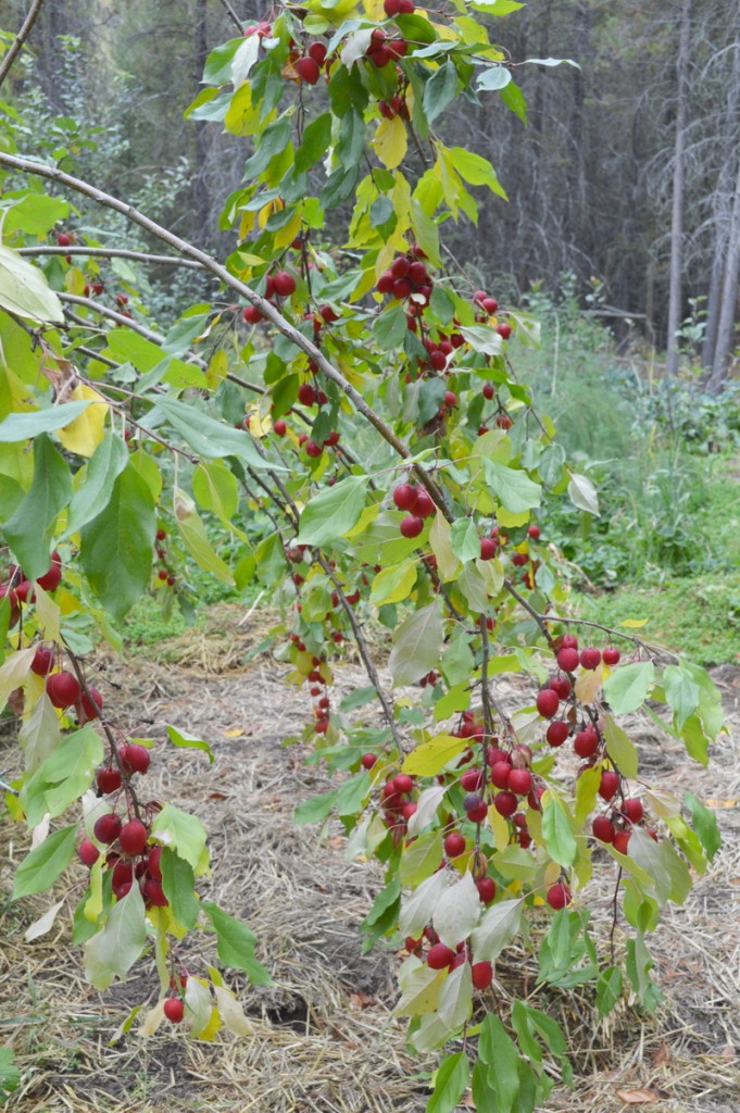 crab-apples-ready-to-harvest-681x1024.jpg