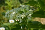 5 Bee Friendly Perennials for Your Zone 3 Garden for Better Biodiversity