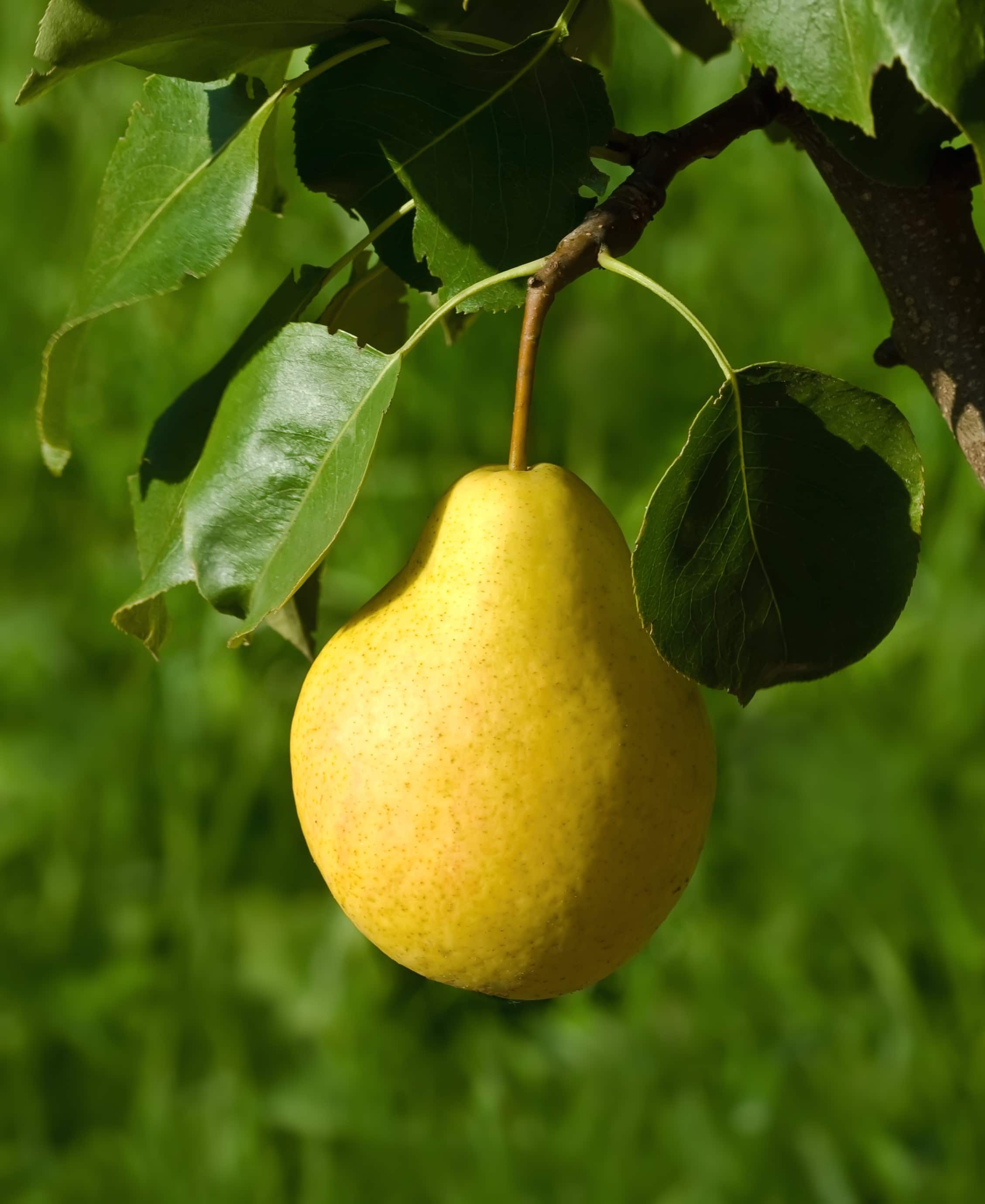 16 Fruit Trees For Zone 3 With Great Tasting Fruit Joybilee Farm