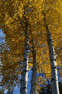 Aspens in the fall