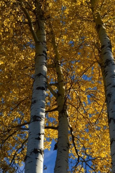 Aspens in the fall