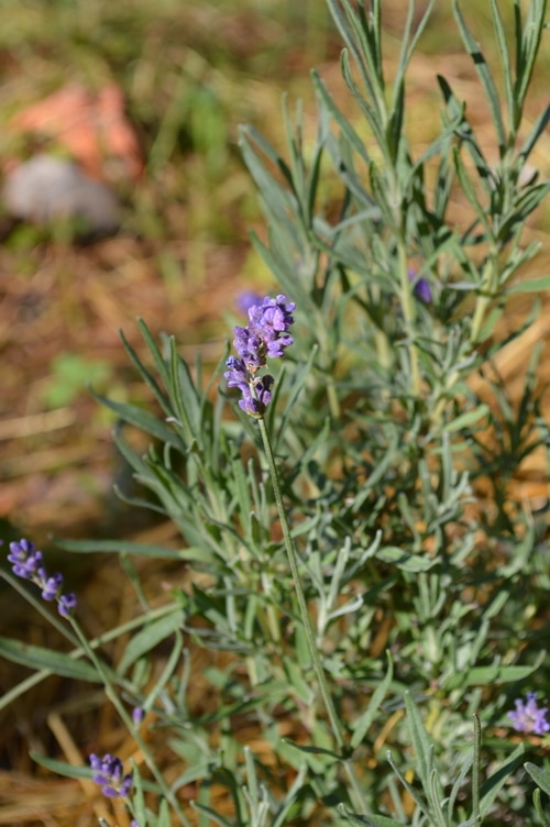 Lavender plant