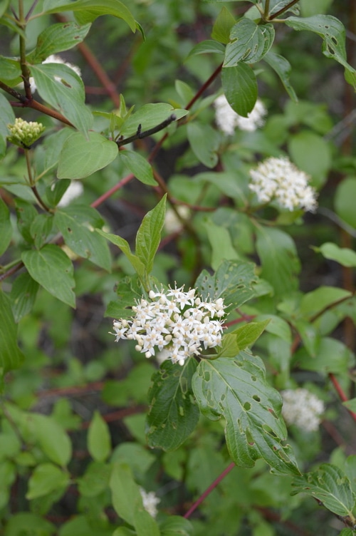 Red-osier-dogwood
