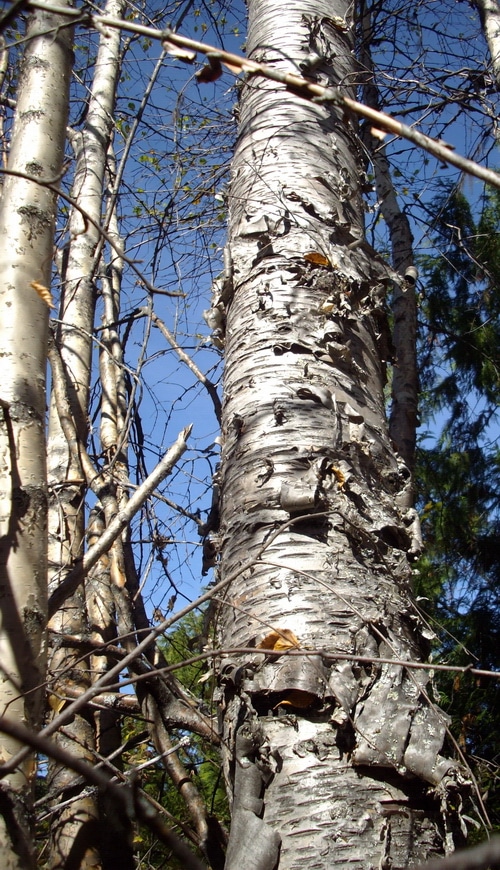 Birch trees