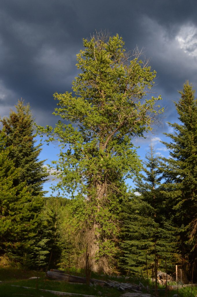 Cottonwood tree