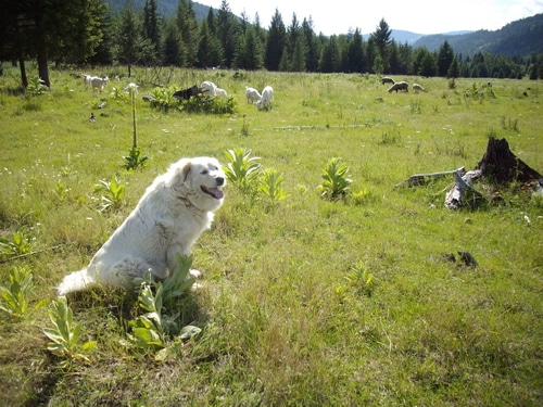 Dog with sheep facing camera