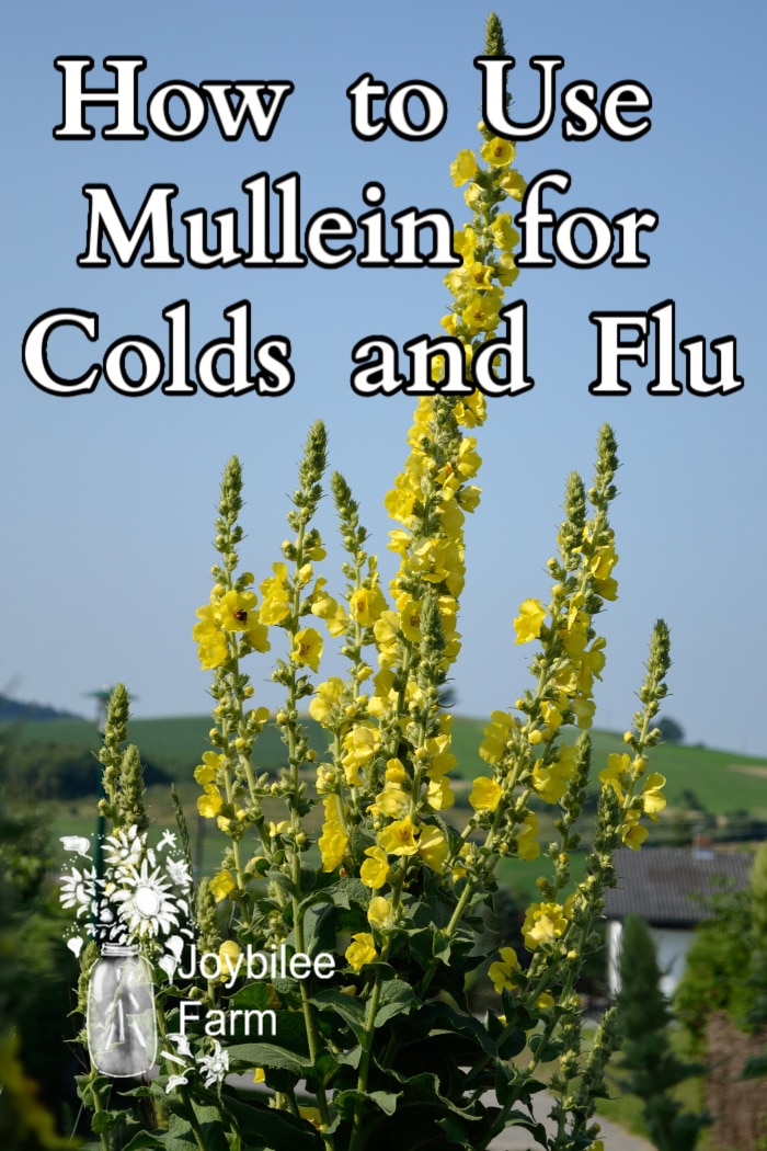 How To Use Mullein For Colds And Flu Joybilee Farm Diy Herbs Gardening