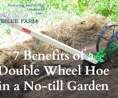 The wheel hoe prepares the rows for planting easily. In a deep mulch system, the mulch is raked aside, exposing the soil, before the wheel hoe passes down the garden bed. In early spring, much of the mulch that was laid down the previous fall is already decomposing, so there is only a light mulch to move aside. I used the cultivator teeth on the double wheel hoe to move the dirt and get the bed ready for planting. Any weeds that had managed to germinate under the thin mulch were nipped off with the cultivator teeth. Then I switched to the right and left plow blades to create a shallow furrow