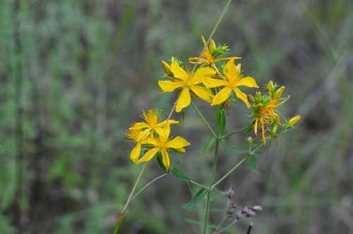 St Johns Wort close up